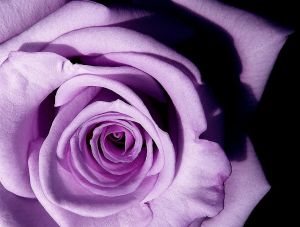 791px-Lavender_rose